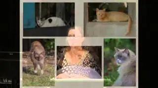 Dr Sarah Zito - Rethinking unwanted cat management from a human-cat relationship perspective