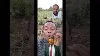 Habtamu lamu ilmo sharmuxa
