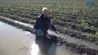 Reportage Overvloedige regen verwoestend voor aardappeloogst