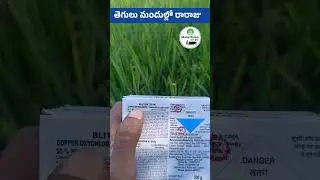 తెగులు మందుల్లో రారాజు Tata Blitox || Copper Oxychloride 50% WP