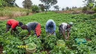 Module 1: Overview of Nigeria agriculture / history of Nigeria agriculture