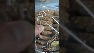 AMAZING DESSERT‼️😋😍 ARABIC COOKIES ‼️ #shorts #amazing #trending #viral #satisfying