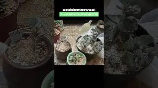 オルトランまく【多肉植物】20928⑩ #succulents #ベランダ多肉 #다육식물 #суккуленты #गूदेदार #पौधे