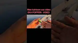 Legendaarinen 10v vanha Angry Birds Sika - popperi #kalassa