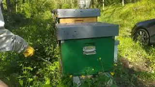 travaso nucleo in un'arnia