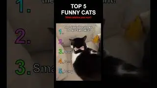 TOP 5 FUNNY CATS😹 #funnycats