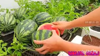 Home Garden Watermelon Growing & Organic Harvesting | Home Garden watermelon Farming & Harvesting...
