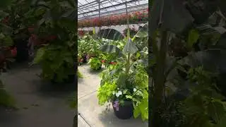Exotic flower planters large #fy #garden #gardenplants #gardenflowers #nature #greenhouse