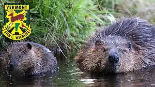 Scat and Track S2E2 - Beaver