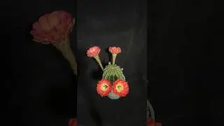 #Shorts Beautiful cactus flower 🌵 #cacti #plants #cactusflower