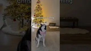 My Husky LOVES the Christmas Tree 🎄