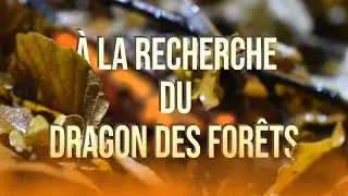 LA SALAMANDRE (Observation & infos)