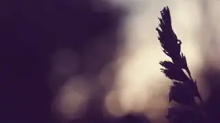 Gehra 2.0 (Lyrical Video) | An Original by ChaarWheeler
