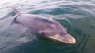 Firth of Forth - Kayaking with a Dolphin - Oct 2025