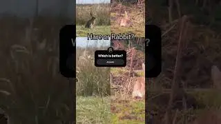Hare or rabbit?