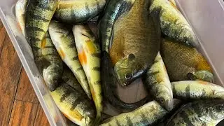 Float fishing //yellow perch fish// Amazing fishing// unique fishing