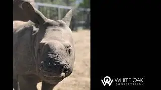 Greater One-horned Rhino Calf
