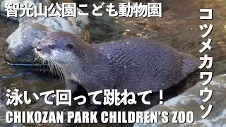 【泳いで回って跳ねて！コツメカワウソ】智光山公園こども動物園(狭山市)【Asian small-clawed otter】Chikozan Park Children's Zoo