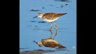 Mindre gulbena - lesser yellowlegs - Tringa flavipes