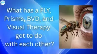 @eyeoptometrist What has a FLY, Prisms, BVD and Visual Therapy got to do with each other?
