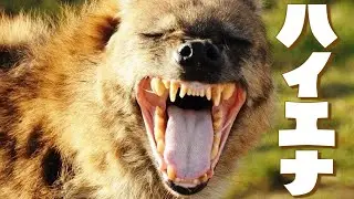 【ハイエナの進化】~なぜ骨を食べられるようになったのか？~