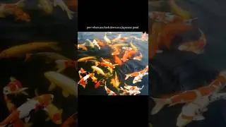 Why are koi called &ldquo;swimming works of art&rdquo;?  #nishikigoi #koi  #japan #fish #aquarium #shorts