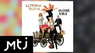 Czerwony Tulipan - Kometa