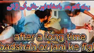 Big cats feeding and fight with lioness jani during feeding | Shero ka badshah