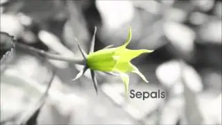 PLANT STRUCTURE AND FUNCTION
