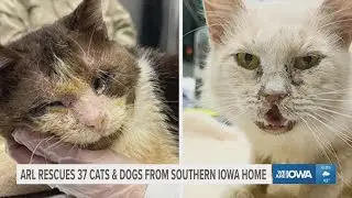 ARL rescues 37 cats and dogs from southern Iowa home