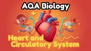 Blood Pathway Through the Heart (Learn It FAST) ❤️ GCSE Bio