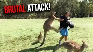 This Pet Kangaroo Fatally Attacks His Owner In Front of Everyone!