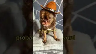 Дерек БЕРЕМЕНЕН! 🥳👶 (смешная подборка видео с собаками)