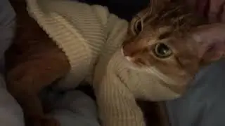 Cat boiling 