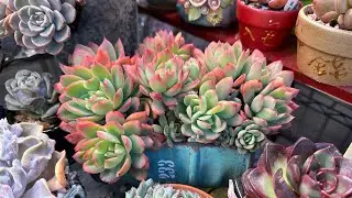 「深夜賞肉」沈靜的時刻.. #園藝 #多肉植物 #植物燈 #succulent #たにくしょくぶつ #다육식물