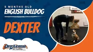 5-Month Old English Bulldog, Dexter!  Off Leash K9 Training For Bulldogs!