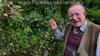Mespilus germanica Medlar and Crataemespilus grandiflora