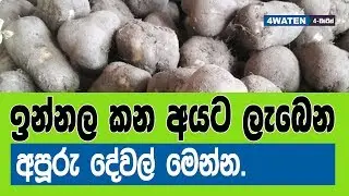 ඉන්නල කන අයට ලැබෙන පුදුම හිතෙන දේවල් මෙන්න : Benefits of coleus tubers