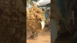 African Masquerade Dance: A Cultural Celebration of Tradition and Rhythm #Masquerade #CulturalDance