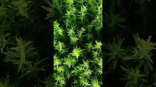 Thyme: Nature's Flavorful Herb #shorts #thyme #herbs #medicinal @Plants-World