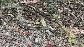 Banded Watersnake Eating a Two toed Amphiuma
