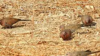 Laughing doves. Laughing dove call. Spilopelia senegalensis. doves