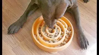 The Farmer's Dog Fresh Dog Food Delivery Service Review