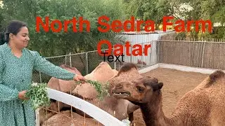 Exploring the Magic of Northe Sedra Farm 🇶🇦 