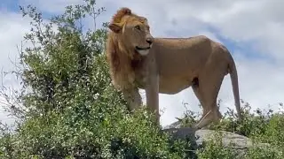 Lion on a Hill Top on his Territory | Granite Kopje Serengeti | 22 May 2025