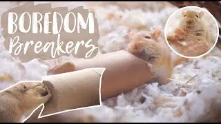 More Boredom Breakers for Gerbils 🐹