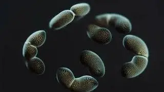 MUSE Cells 2026: The Endogenous Stem Cells That Could Replace Exosomes & MSCs Forever
