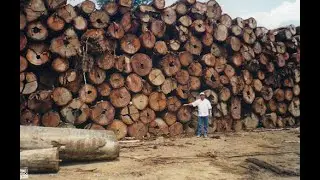 EP.27 : THE AMAZON: WOOD LAUNDERING BRINGS ILLEGAL AMAZON TIMBER TO EUROPE AND UNITED STATES