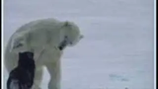 Stahlhammer - Eisb&auml;r