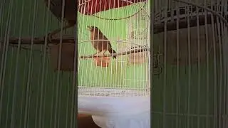 wambi si Meteor